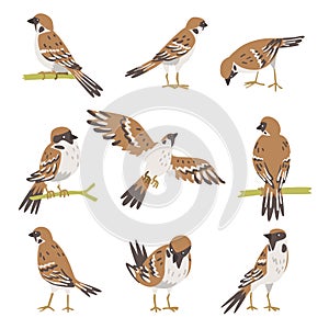 Sparrow as Brown and Grey Small Passerine Bird with Short Tail Vector Set photo