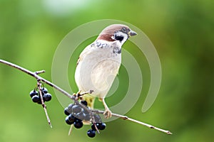 Sparrow in the Autumn Forest.