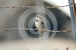 Sparrow on Barbed Wire