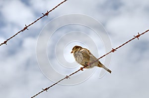 Sparrow on barbed wire