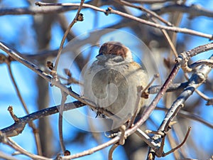 A sparrow on a bare branch of a tree