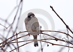 Sparrow on bare tree branches