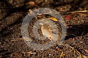 Sparrow basking in the sun