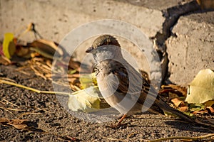 Sparrow basking in the sun