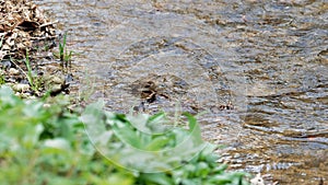 A sparrow bathes in the creek