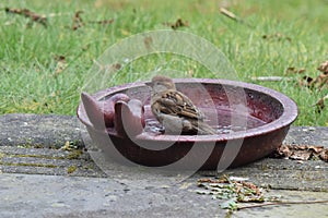 Sparrow bathing in his own little pool with two porcelain spectators