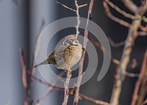 Sparrow bird on apricot tree in winter sunny day