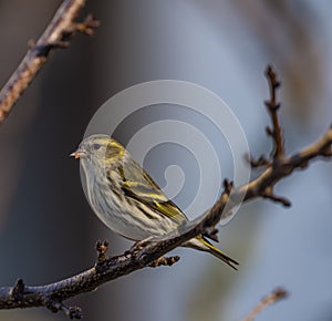 Sparrow bird on apricot tree in winter sunny day