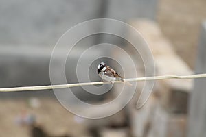Sparrow bird best pose