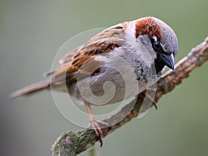 Sparrow bird