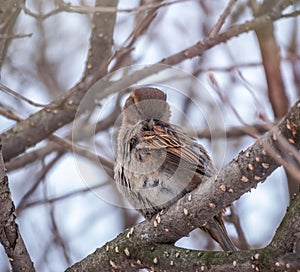 Sparrow bird cleans feathers on a tree branch in winter or late autumn