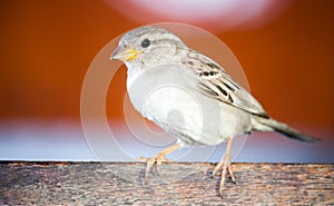 Sparrow bird close portrait. Sparrow songbird family Passeridae sitting and singing on wooden board close up photo