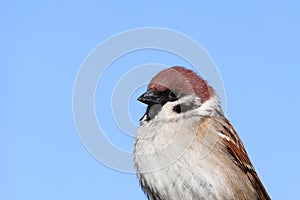 Sparrow bird close up. House sparrow female songbird (Passer domesticus) sitting singing with blue sky