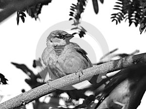 A sparrow bird at daylight time on tree branch in Cairo Egypt