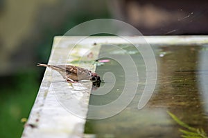 Sparrow bird drinking water in a fountain