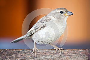 Sparrow bird family Passeridae sitting and singing on wooden board close up photo with orange background out of focus