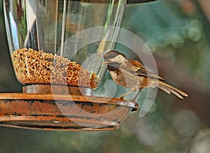 Chestnut-backed chickadee on Bird Feeder photo