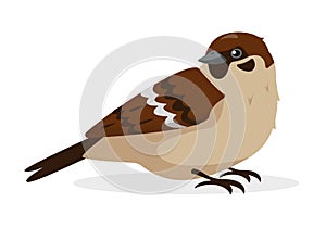 Sparrow bird icon isolated on white background.