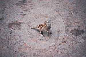 Sparrow bird indicating increasing in population