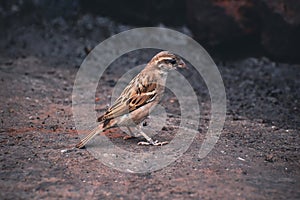 Sparrow bird indicating increasing in population