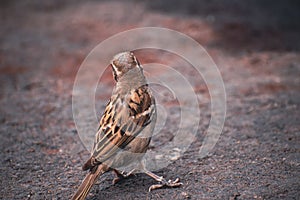 Sparrow bird indicating increasing in population