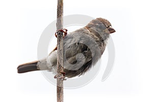 Sparrow bird isolated. Sparrow female songbird Passeridae, Passer domesticus perching on dry sunflower stem isolated