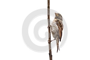 Sparrow bird isolated. Sparrow female songbird Passeridae, Passer domesticus perching on dry sunflower stem isolated cut out