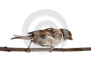 Sparrow bird isolated. Sparrow female songbird Passeridae, Passer domesticus perching on dry sunflower stem isolated cut out