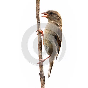 Sparrow bird isolated. Sparrow female songbird Passeridae, Passer domesticus perching on dry sunflower stem isolated cut out