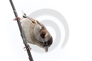 Sparrow bird isolated. Sparrow songbird family Passeridae sitting perching on dry sunflower stem isolated cut out on white backg