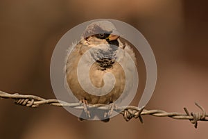 Sparrow