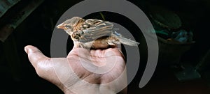 Sparrow bird mobile photography