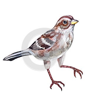 Sparrow bird motley gray-brown