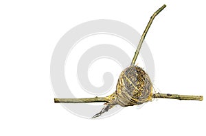 A sparrow bird nest on twig isolated on white background.