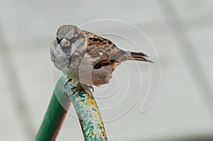 The sparrow bird is not afraid, it sits close to the camera and looks directly into the lens.