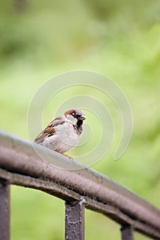 Sparrow Bird Passer domesticus On Bridge Rail