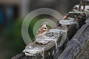 Sparrow bird perched on the Brick. House sparrow female songbird (Passer domesticus) sitting singing on brown wood branch with