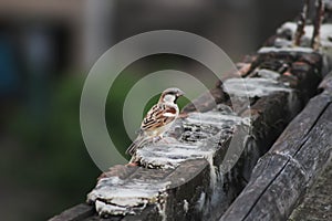 Sparrow bird perched on the Brick. House sparrow female songbird (Passer domesticus) sitting singing on brown wood branch with