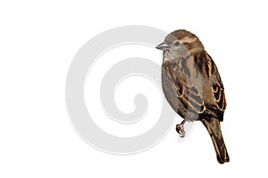 Sparrow bird perched cutout. House sparrow female songbird cutout isolated white background.