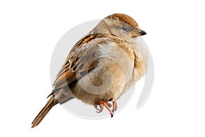 Sparrow bird perched isolated. House sparrow female songbird Passer domesticus sitting singing perched isolated white background