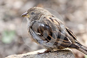 Sparrow bird perched sitting on rock. Sparrow songbird Passer domesticus sitting and singing on stone rock close up photo