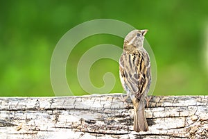 Sparrow bird perched sitting on tree branch. Female house sparrow songbird Passer domesticus sitting and singing on tree trunk