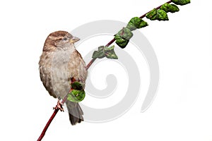 Sparrow bird perched sitting on tree branch isolated white background