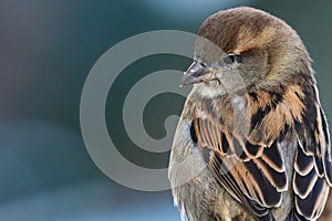 Sparrow bird perched sitting on tree branch macro detail. Female house sparrow songbird Passer domesticus sitting on tree