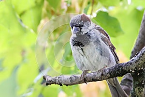 Sparrow bird perched sitting on tree branch. Sparrow songbird family Passeridae sitting and singing on tree branch