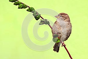 Sparrow bird perched sitting on tree branch. Sparrow songbird (Passeridae) sitting and singing green background