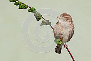 Sparrow bird perched sitting on tree branch. Sparrow songbird (Passeridae) sitting and singing on tree branch