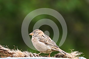 Sparrow bird perched sitting on tree nest with rope. Female house sparrow songbird Passer domesticus sitting and singing on tree