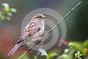 Sparrow bird perched sitting on tree stick branch. Female house sparrow songbird Passer domesticus sitting and singing on bush