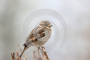 Sparrow bird perched on tree branch